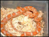 Pumpkin Corn