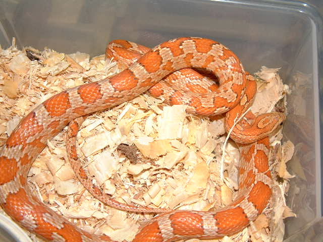 Pumpkin Corn