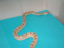 Hypo Sonoran gopher