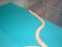 Hybino Sonoran gopher