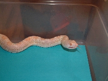 Hybino Sonoran gopher