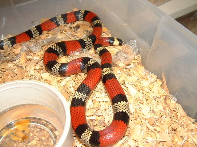 Honduran