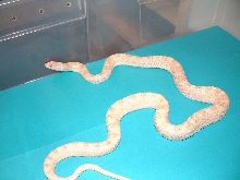 Sonoran gopher  "hybino"