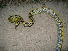 male mocquard's