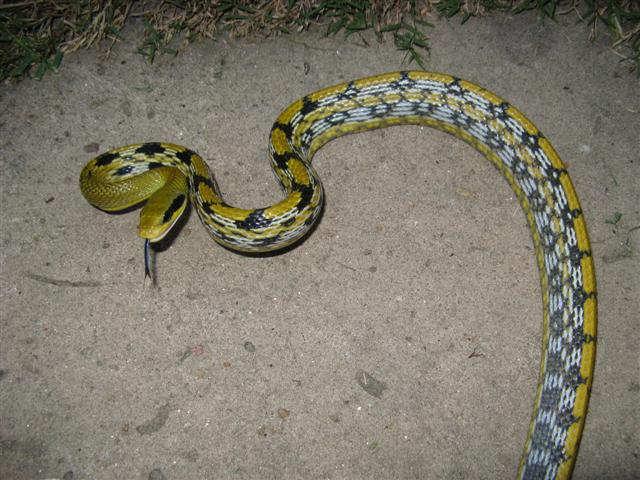 male mocquard's