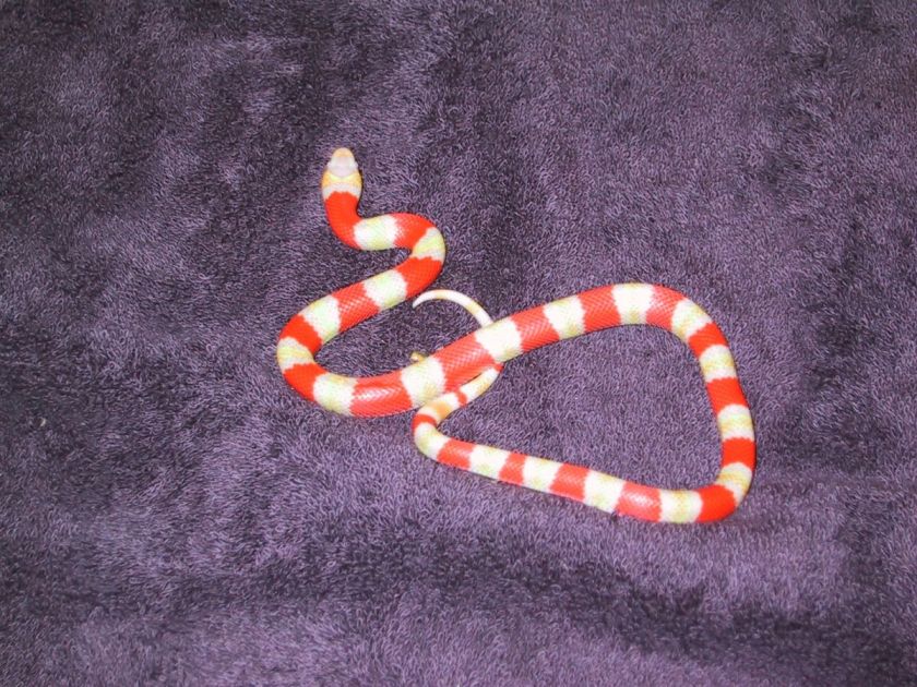 1albinohetaneryf