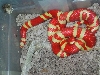 albino