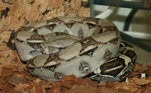 Boa con. imp. (Nicaragua)
