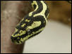 Morelia sp. cheynei