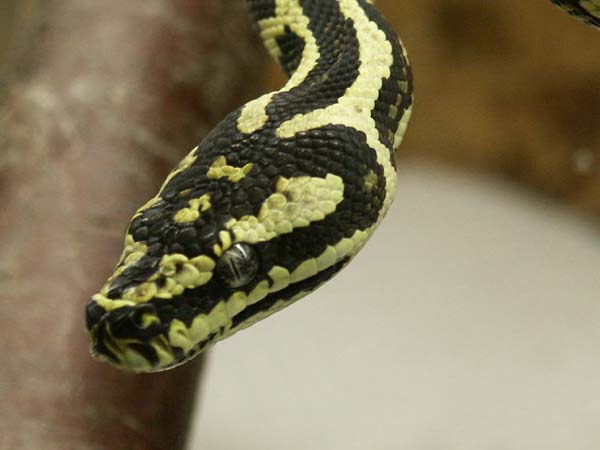 Morelia sp. cheynei