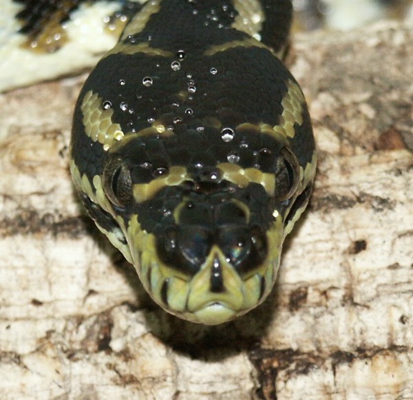 Morelia sp. variegata (Irian Jaya)