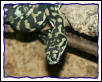 Morelia sp. mcdowelli