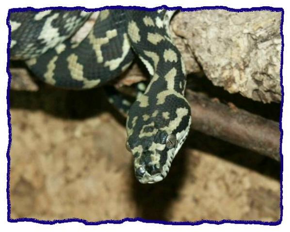 Morelia sp. mcdowelli