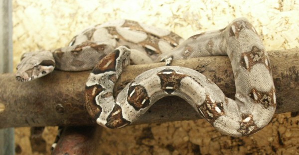 Boa con. imp (Nicaragua)
