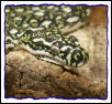 Morelia sp. spilota
