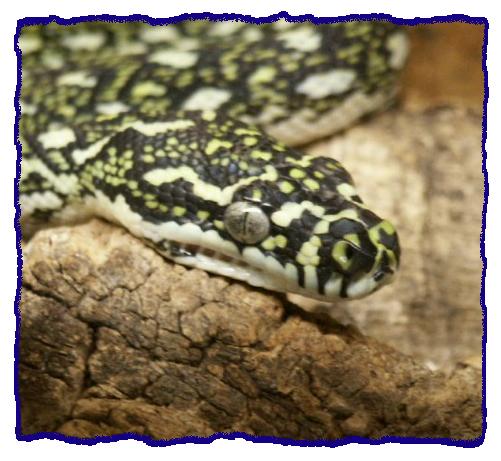 Morelia sp. spilota