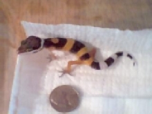 cirlce back gecko