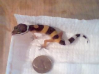 cirlce back gecko