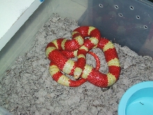 albino nelson