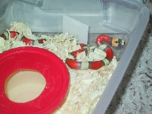 tc hypo 2