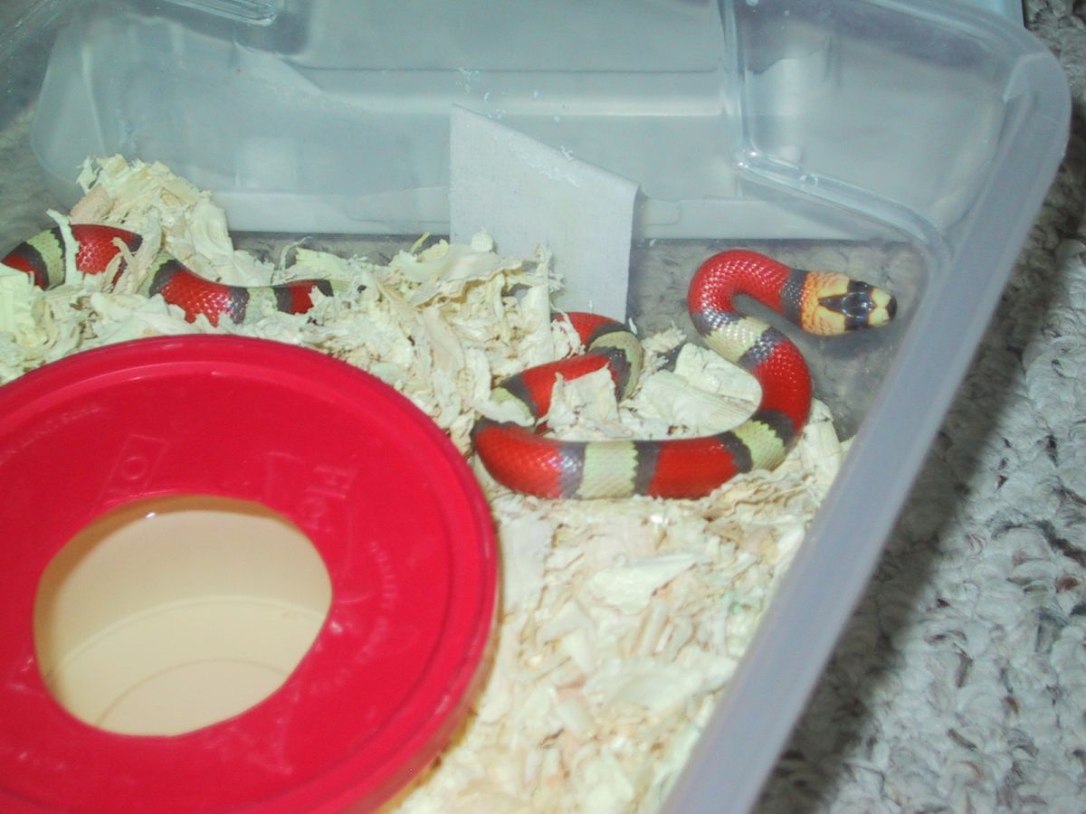 tc hypo 2