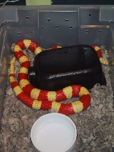 anbreeder