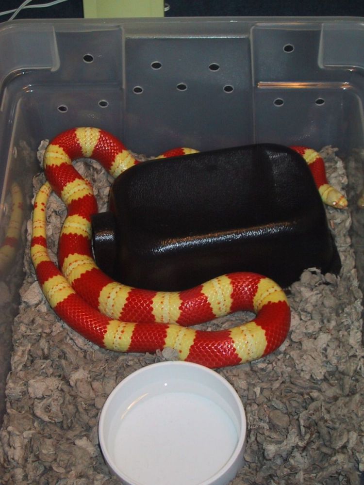 anbreeder