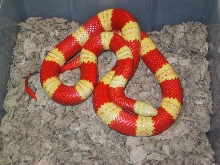 an breeder