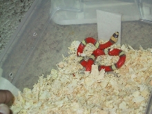 tc hypo 4