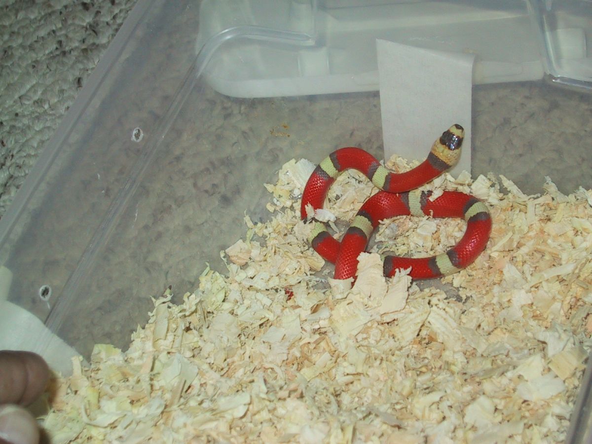 tc hypo 4