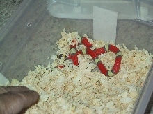 tc hypo 1