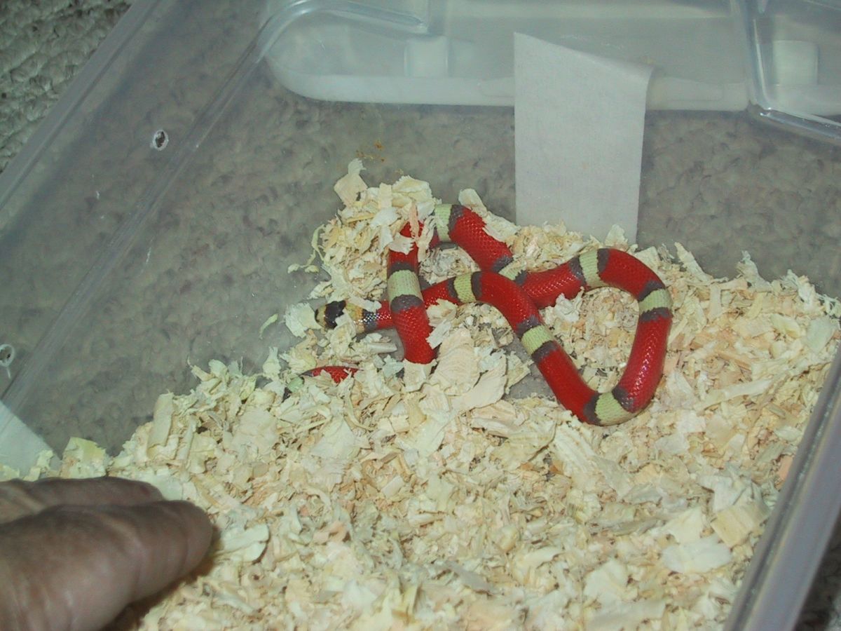 tc hypo 1