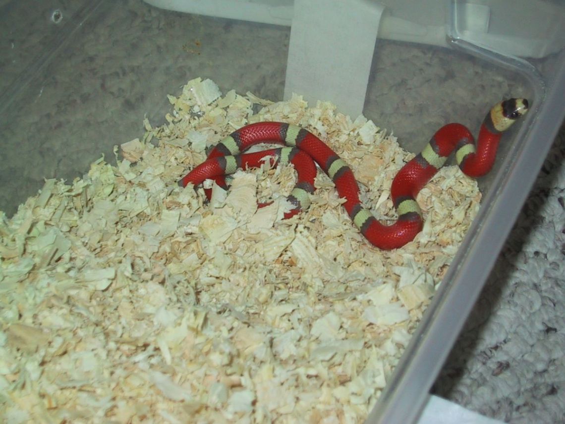 tc hypo 3