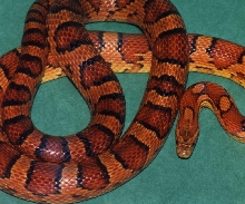 '87 Breeder Okeetee Corn
