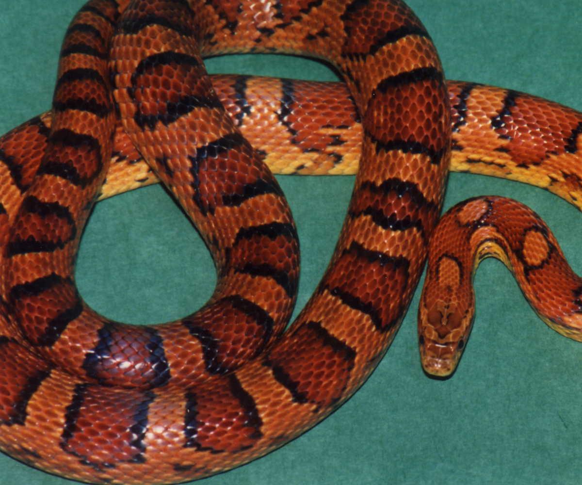 '87 Breeder Okeetee Corn