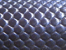 Apical pits