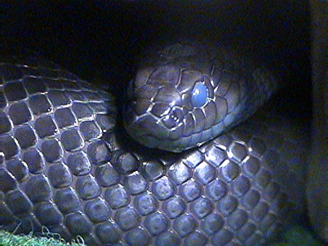 Black and blue