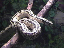 Bones on his branch