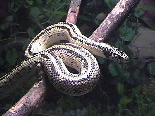Bones on his branch