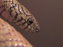 Florida King