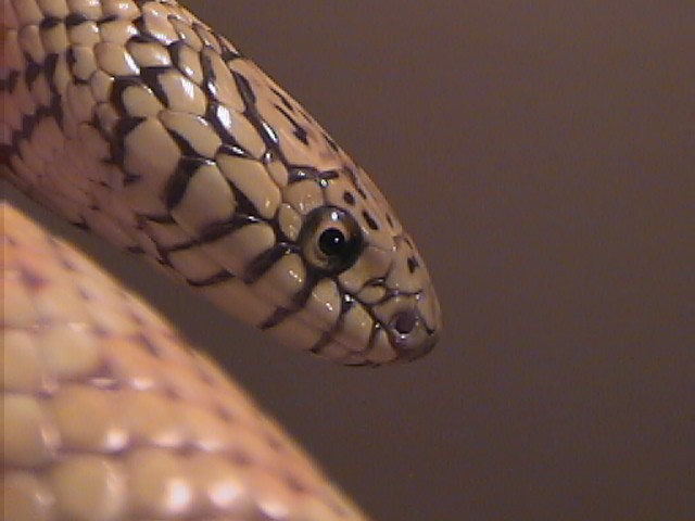 Florida King