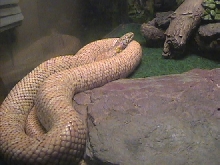 Hypo Florida King