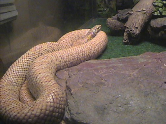 Hypo Florida King