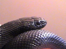 CLOSE UP!!!