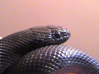 CLOSE UP!!!