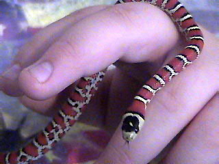Ruby