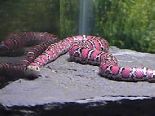 Ruby sunning