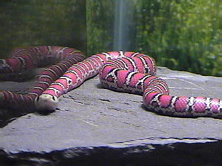 Ruby sunning