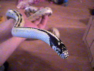 Bones posing