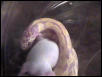 Sunny eating a fuzzie